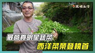 最營養的明星蔬食　西洋菜榮登榜首｜蔬福生活