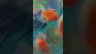 #aquaticlife #angelfishtank #4kvideo