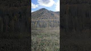 Странные звуки из леса