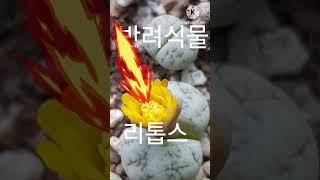 재능대학교 복지케어과 (옹달선생) 다육이 반려식물