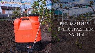 Внимание!!! Виноградный зудень! Обработка винограда