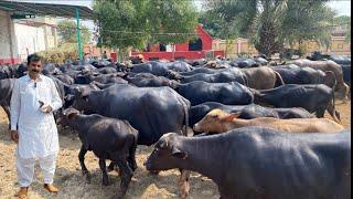 Haji Shaukt Doggr of Multan Calf Faeeding and Future Breed ll Top Nili Ravi Buffalo Breeder