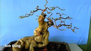 Tạo dáng bonsai cây hoa giấy Mỹ ghép Thái