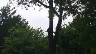 Ozark, MO Long Disc Golf Drive