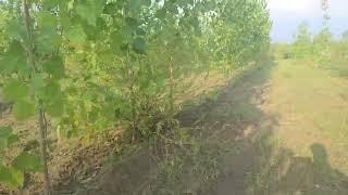 65  kanal land for sale with motter connection  near city Hoshiarpur punjab  9316167007