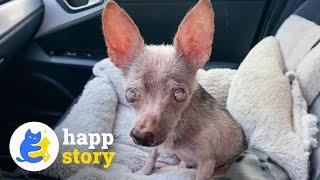 NOT Easy To Care For Old Dogs -  Second Chance at Happiness️| HAPP