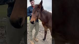 Just a mule enjoying an ear scratch. 