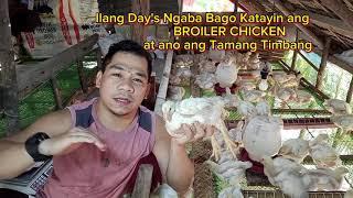 Ilang Day's Ba Bago Katayin ang Broiler Chicken or 45 Day's Chicken Para sakto ang timbang