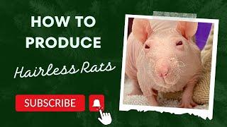 Secrets to Producing Hairless Rats Exposed!