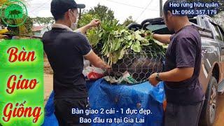 Bàn Giao Heo Rừng Giống Đẹp cho Khách Huyện IAGRAI và Bao Đầu Ra Tại Gia lai.