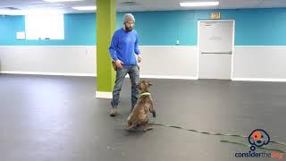 How to Train Two Dogs at the Same Time