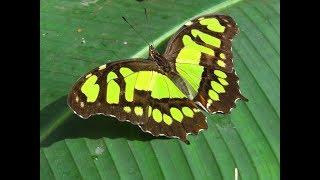 BUTTERFLY FARM