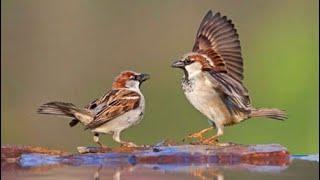 Sparrow bird family passeridae HD video