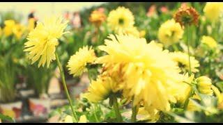 Picking Flowers