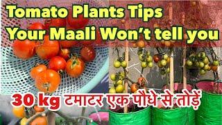 Your माली won’t tell you these tips for growing 30 kg tomatoes  per plant