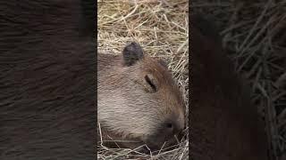 Sleepy capybara guinea pig and relaxing music. #capybara #relax #relaxingmusic #relaxtime