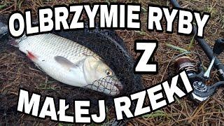 LEGENDARNE WALECZNE RYBY ! TA RZEKA SPEŁNIA WĘDKARSKIE MARZENIA!