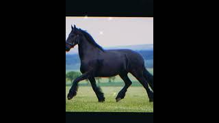 Classic & Beautiful Black Horse edit #shorts #capcut #universal #warnerbros #viral