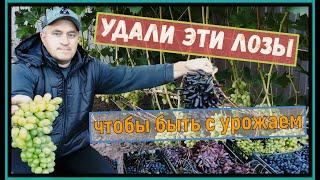 Pruning grapes in autumn.