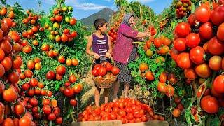 Organic Tomato Harvest: Traditional Preservation Methods in the Village!