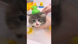 Kitten’s First Time Exploring the World #cute   #cat #kitten #meow  #funny