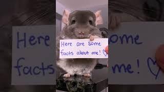 This Adorable Chinchilla Will Make Your Day! #Shorts