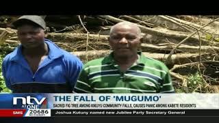 Mugumo tree falls causing panic among the Kikuyu community in Kabete