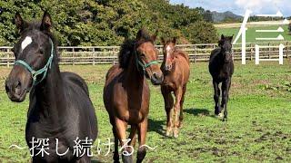 離乳後に初めての放牧地に入ります️️〜第1グループ当歳馬〜