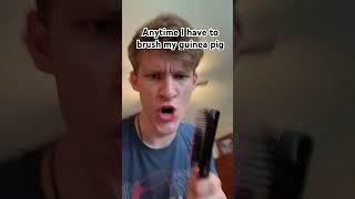 When I brush my guinea pig #funny #memes #guineapig