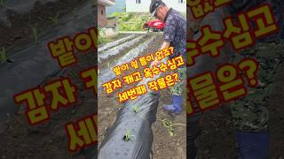 감자 캐고 옥수수 심고 세번째 작물은? 삼모작 밭이 쉴 틈이 없죠? #shorts