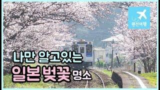 나만 알고 있는 일본 벚꽃 명소  Cherry Blossom in Japan