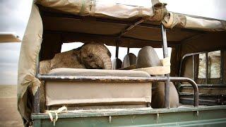 Rescue of Orphaned Elephant Pardamat | Sheldrick Trust