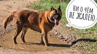 Kubik the dog enjoys the weather, freedom and dirt until we started washing him