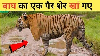 This poor tiger had a broken leg | injured animals video | animals video