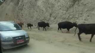 Yak Herd