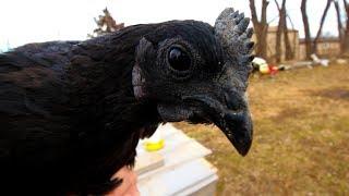 We bought some Rare Chickens to sell Ayam Cemani Hatching Eggs