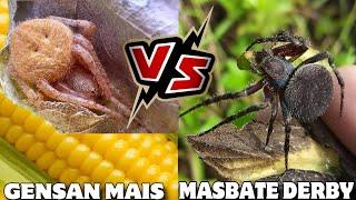 GAGAMBANG MAIS VS MASBATE LINE SPIDER FIGHT