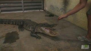 Gator in the Garage | Gator Boys