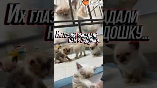 Их глазки выпадали нам в ладошку...  | Котята из коробки #помощь #спасение #добро #котята #животные