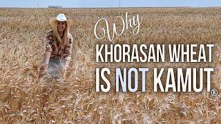 Why Khorasan is NOT Always Kamut - What's the Difference?