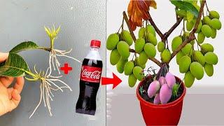 SPECIAL TECHNIQUE for propagating MANGO leaves with quick stimulating coca~cola