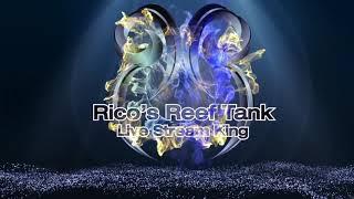 650 gallon reef tank with Rico's Aquariums