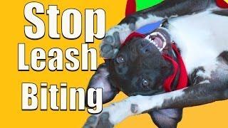 How To Stop PUPPY BITING on a Leash!