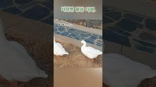 거위커플#일상브이로그 #거위 #커플 #길거리인터뷰 #goose  #애정  #동물 #여행