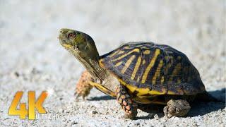 Cute turtle and tortoise 4k video clips compilation 2021