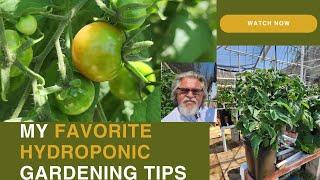 My first Ripening Tomato is happening Now! Easy growing Vegetables.