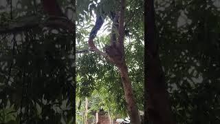 plucking peaches 