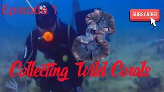 Diving and collecting wild corals for the aquarium trade Ep1 Dive 1