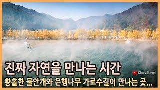 국내여행 충북 괴산 문광저수지 / 황홀한 물안개와 은행나무 가로수 길이 만나는 곳 /  가을여행지, 국내여행지추천