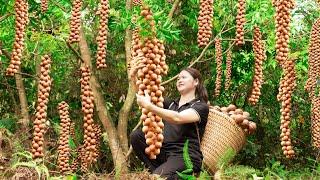 How To Harvesting Macadamia Nuts Dried In Dew Goes To Market Sell - Yummy green tea cake recipe